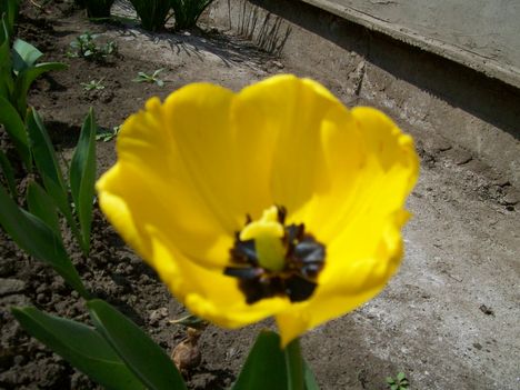 sárga tulipán 2