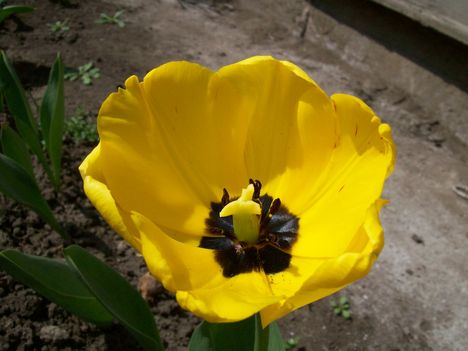 sárga tulipán 3