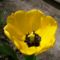 sárga tulipán 3
