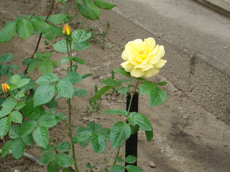tavaj ültetett rózsám első virágja
