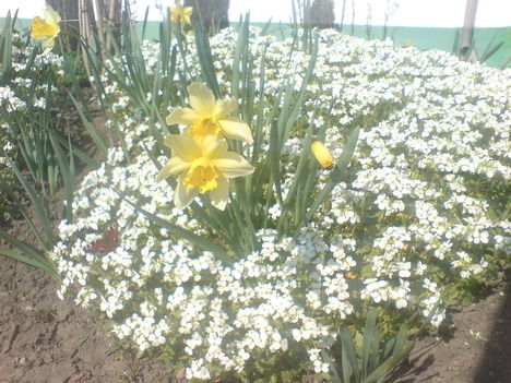Tavaszi virágaim. 5