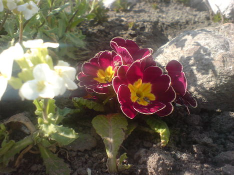 Tavaszi virágaim. 7