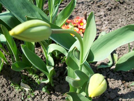 tulipán bimbó