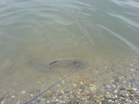 12.4 kg  amúr