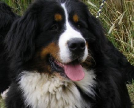 bruno kutya