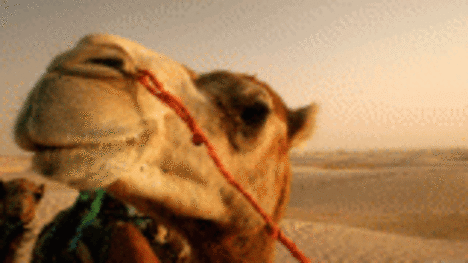 camel