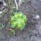 IMG0523A