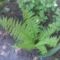 IMG0554A