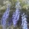 IMG0569A