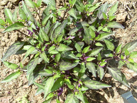 Kinai Csilly paprika