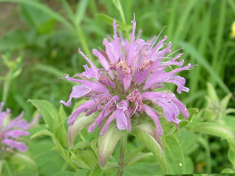 MonardaDidimavilkék0024