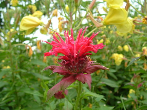 MonardaDidimavörös0025