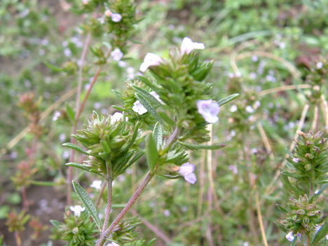 Saturea Hortensis Borsikafű