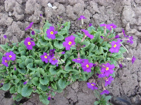 Primula