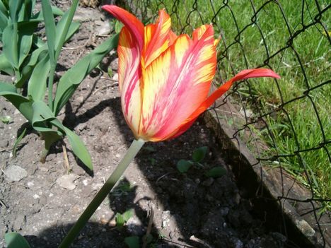 círmos tulipán