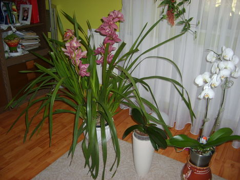 Cymbidium