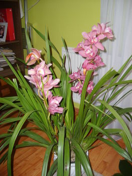 Cymbidium 2