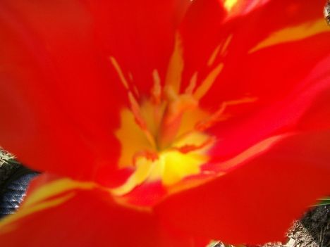 tulipán közepe