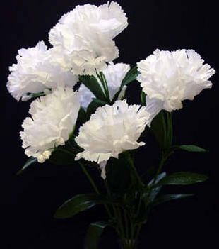 Carnation