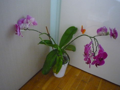 ORCHIDEÁIM 1