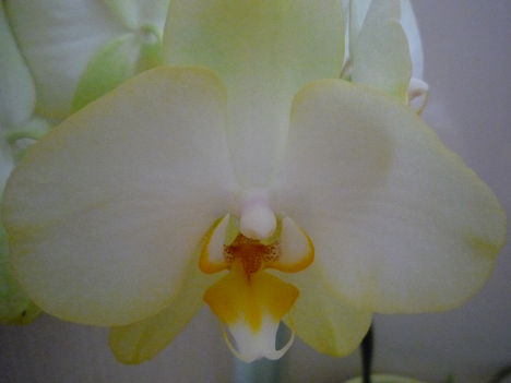 ORCHIDEÁIM 11