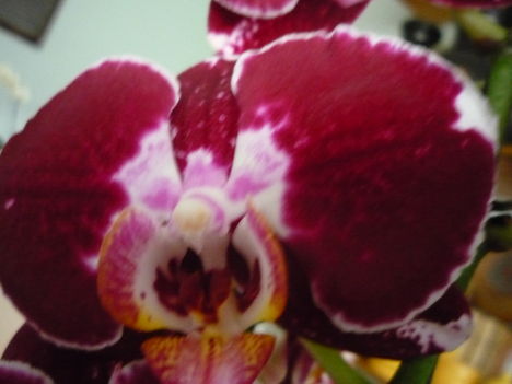 ORCHIDEÁIM 2