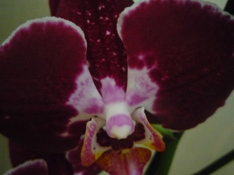 ORCHIDEÁIM 2