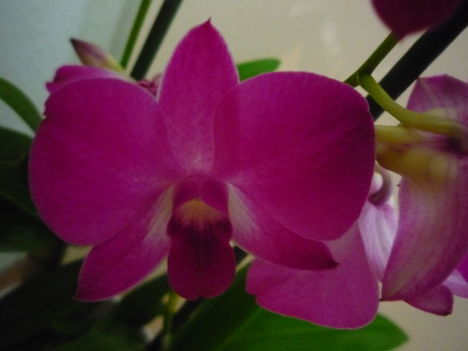 ORCHIDEÁIM 3