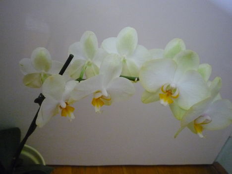 ORCHIDEÁIM 3