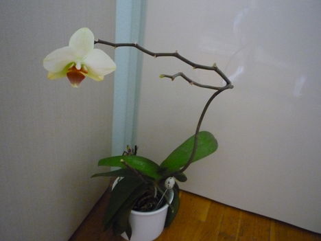 ORCHIDEÁIM 3