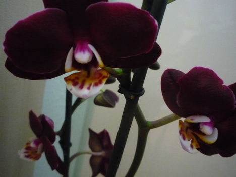 ORCHIDEÁIM 3