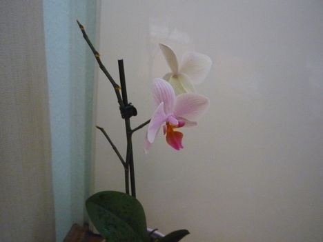 ORCHIDEÁIM 4