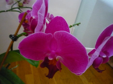 ORCHIDEÁIM 4