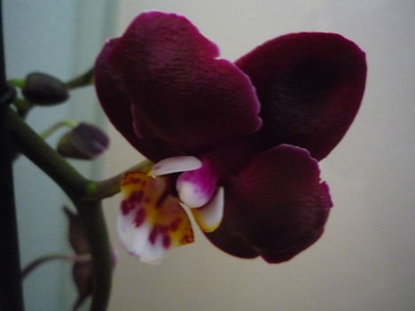 ORCHIDEÁIM 4