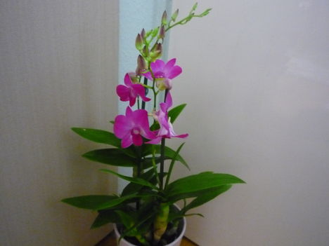 ORCHIDEÁIM 5