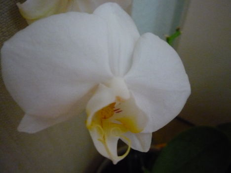 ORCHIDEÁIM 5