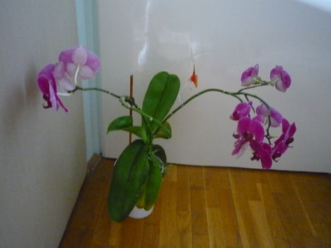 ORCHIDEÁIM 5