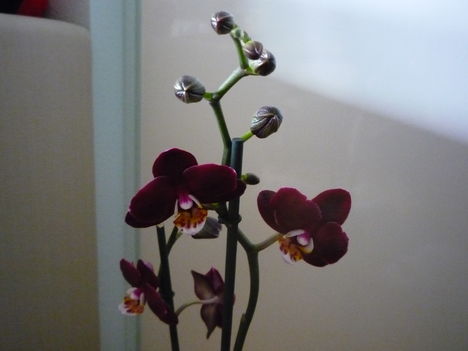 ORCHIDEÁIM 5