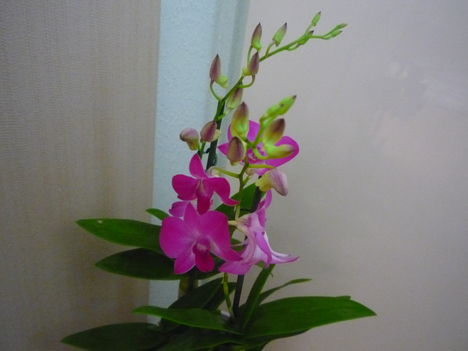 ORCHIDEÁIM 6