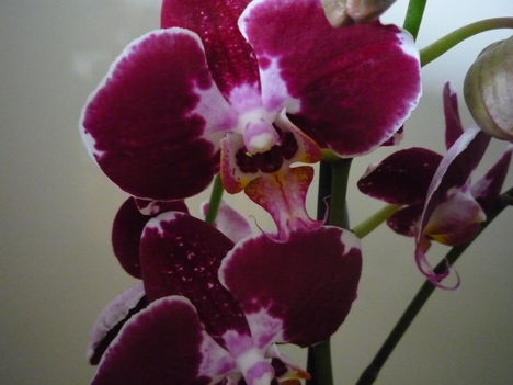 ORCHIDEÁIM 6