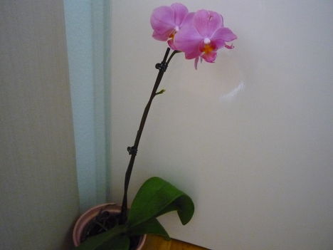 ORCHIDEÁIM 7