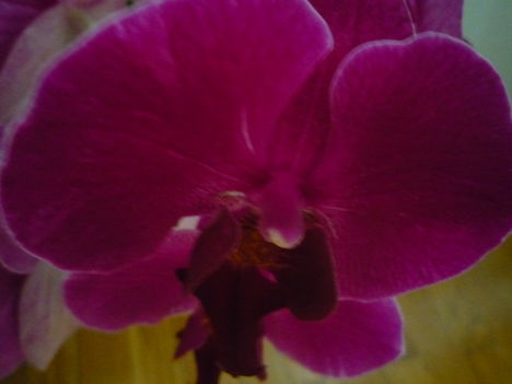 ORCHIDEÁIM 7