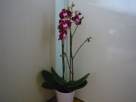 ORCHIDEÁIM 7