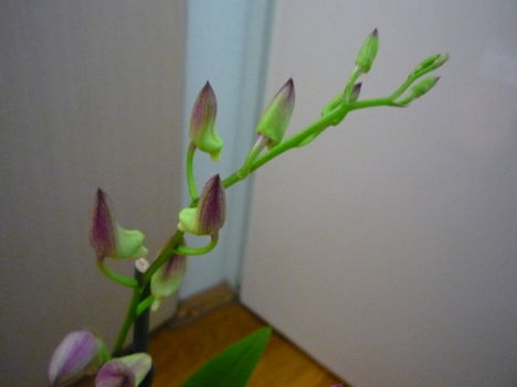 ORCHIDEÁIM 8