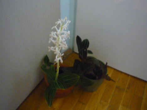 ORCHIDEÁIM 8