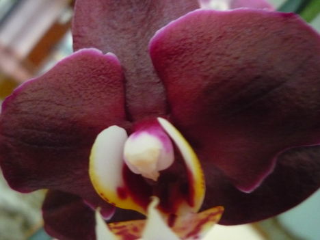 ORCHIDEÁIM 8