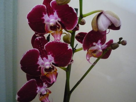 ORCHIDEÁIM 9