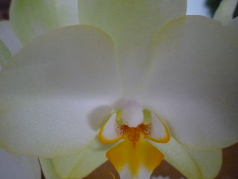 ORCHIDEÁIM 9