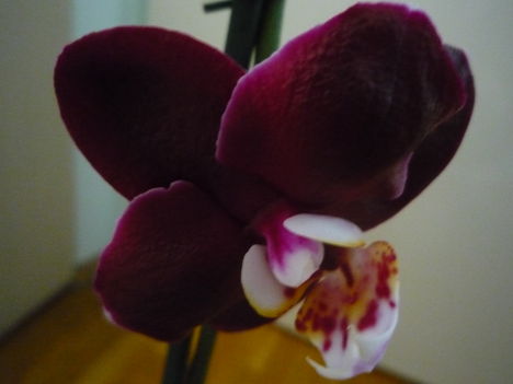 ORCHIDEÁIM 9