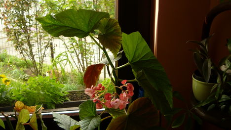virág 2011ápr29 004